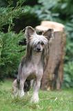 CHIEN NU CHINOIS 278
